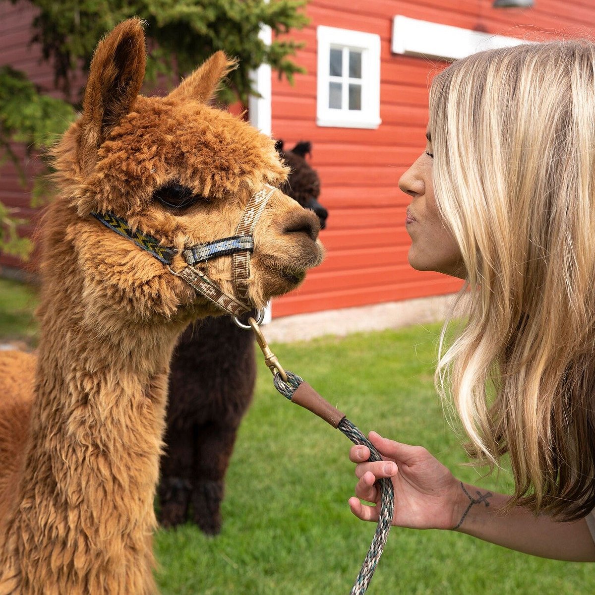 You Can Feed Adorable Baby Alpacas at This Hotel In Peru