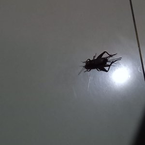cockroach running away from the bed