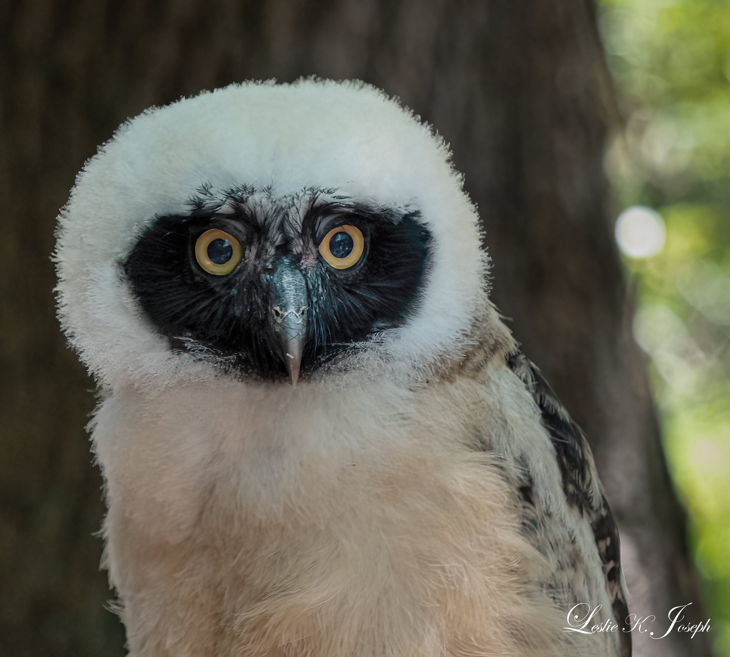 2023 Birds of Prey Guided Tour and Flight Demonstration at the Avian ...