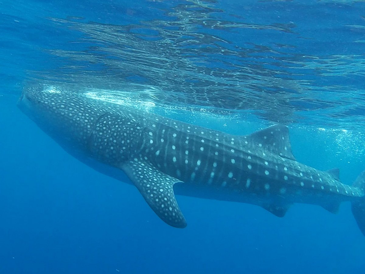 Isla Mujeres, Mexico: reefs, relics and whale sharks