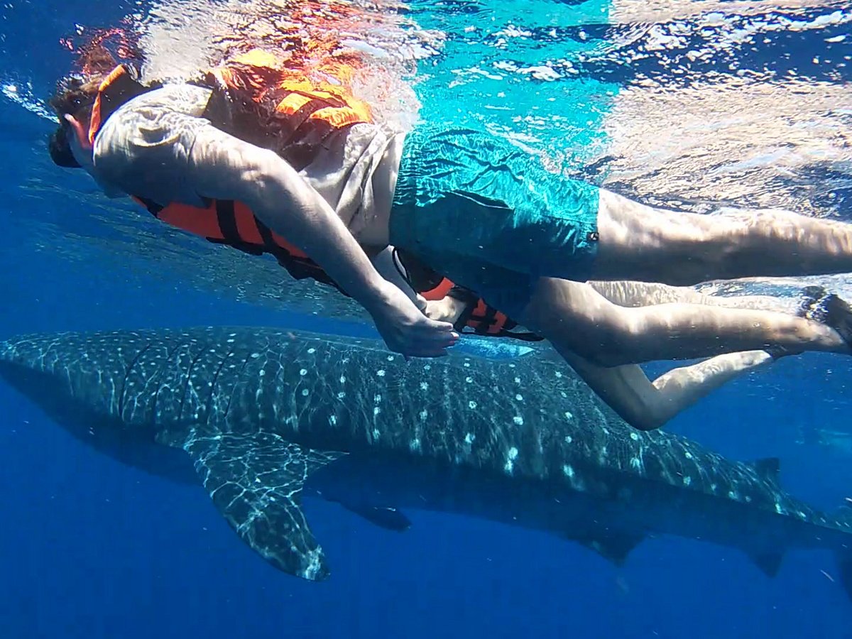 Whale Shark Adventure - Isla Fun Tours
