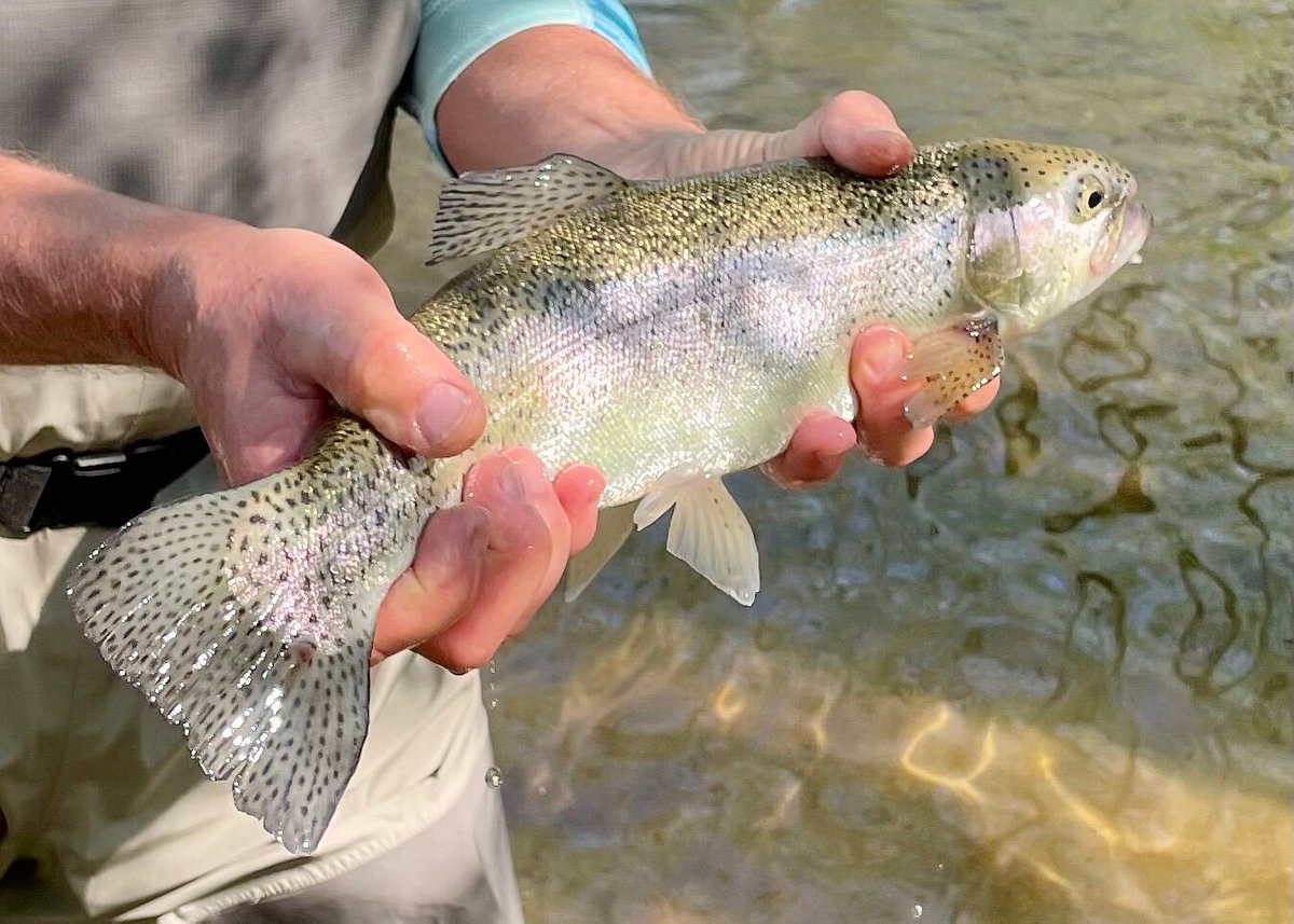 Fly Fishing Highlands NC. Guided Fly Fishing Trips for Trout