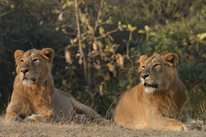 2024 Private Lion Safari in the Gir National Park in Gujarat