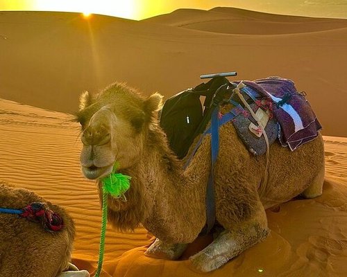 Best Deals for Cheap Camel Trekking