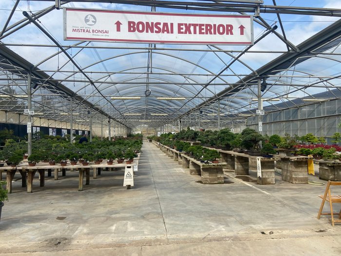 Imagen 10 de Mistral Bonsai