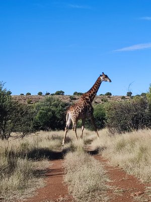 BOSCHRAND GAME LODGE - Updated 2023 Reviews (Winburg, South Africa)