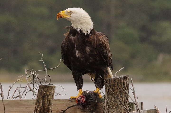 2024 Chincoteague Island Chincoteague And Assateague Birdwatching   Caption 