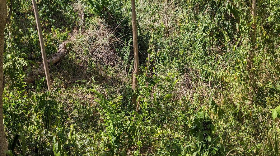 Entouré de verdure