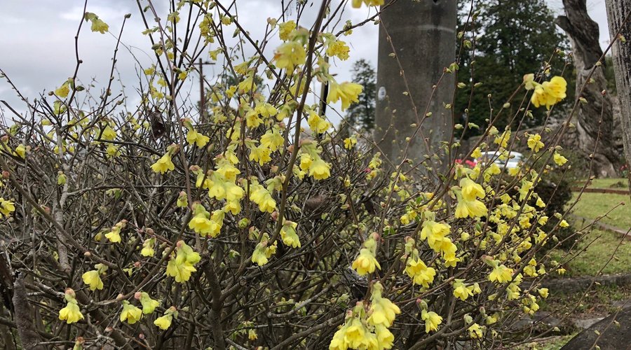 桜の名所でもあるんです