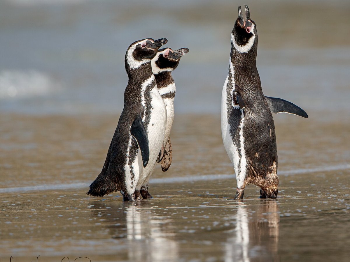 Visit Falkland Islands, Стэнли: лучшие советы перед посещением - Tripadvisor