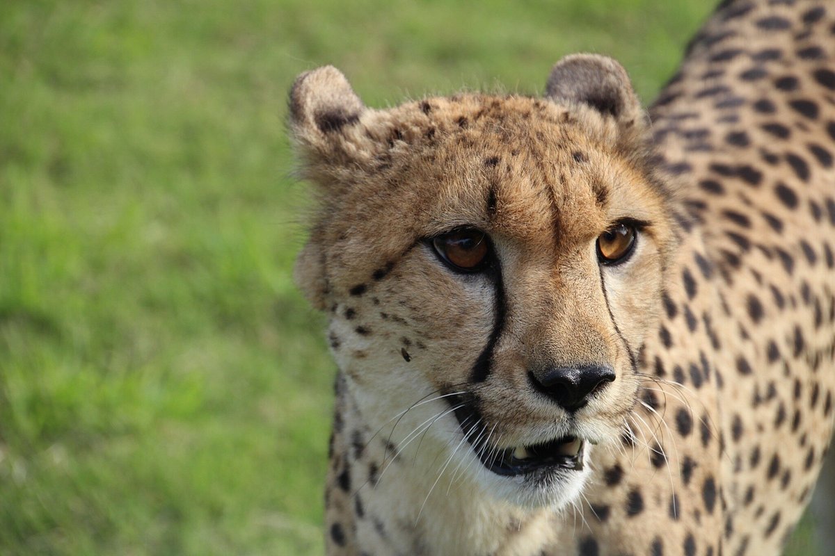 CHEETAH EXPERIENCE ASHIA - Lodge Reviews (Paarl, South Africa)