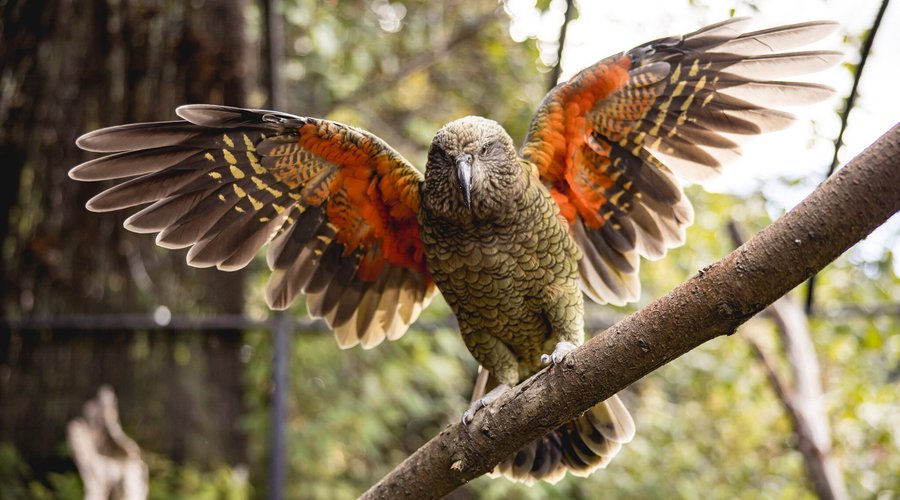 Kea