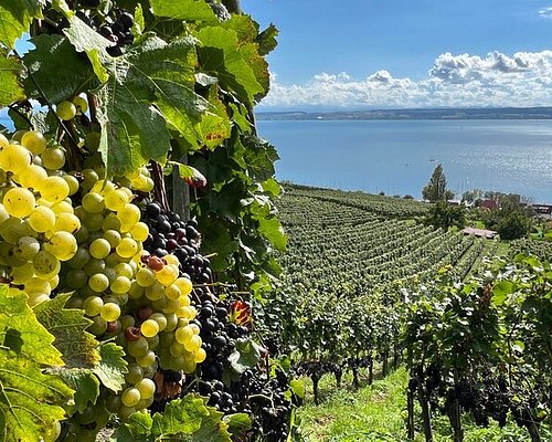 german wine tourism