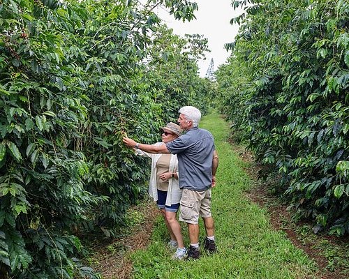 coffee tour kailua kona