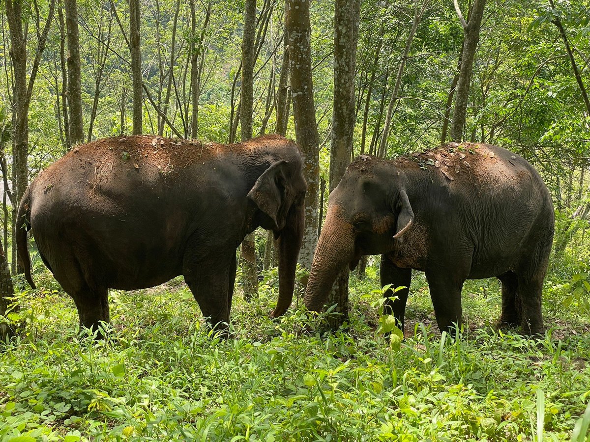 Elephant Freedom Project, Кегалле: лучшие советы перед посещением -  Tripadvisor