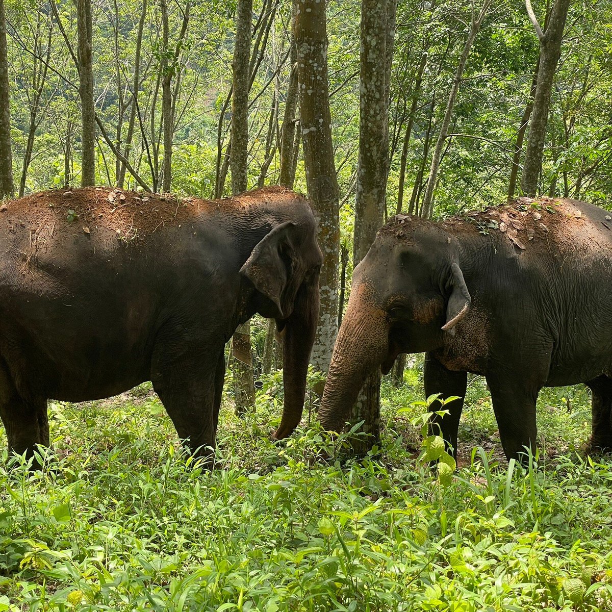 Elephant Freedom Project, Кегалле: лучшие советы перед посещением -  Tripadvisor