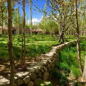 organic garden n  apricot orchard 