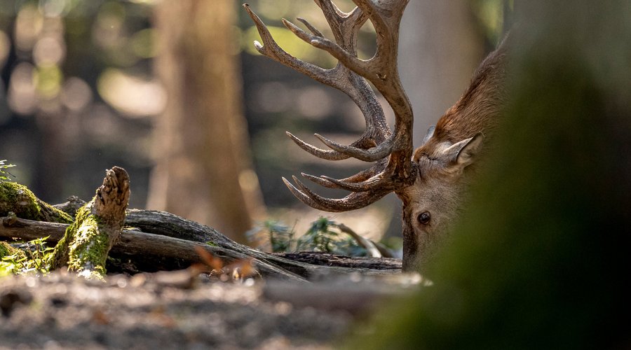 cerfs