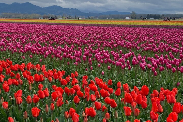 2024 View of Tulips, La Conner, Deception Pass Bridge & Whidbey Island