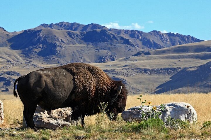 Staying Safe Around Bison at Antelope Island