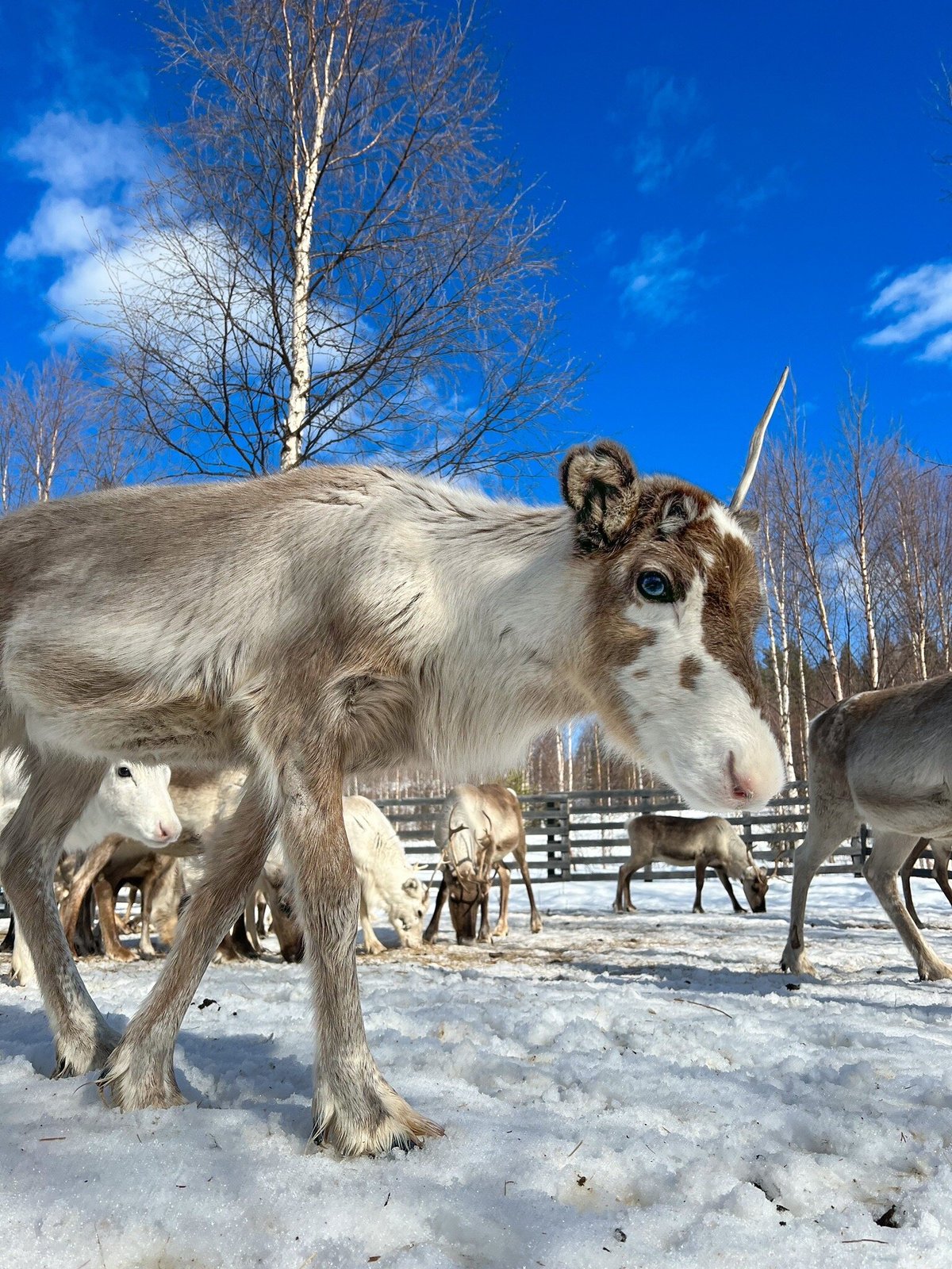 THE METTÄJÄRVI REINDEER HERD (2024) All You Need to Know BEFORE You Go