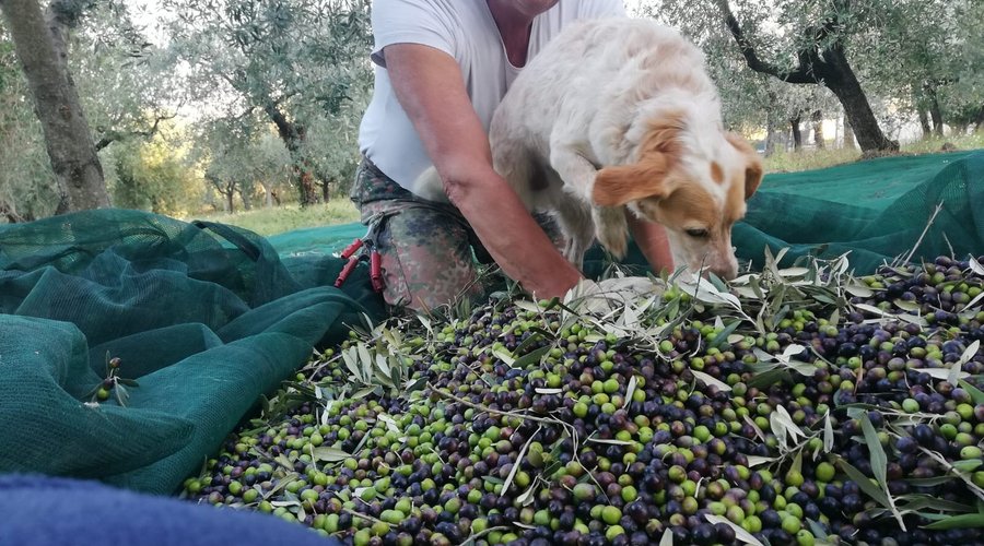 Raccolta olive Fuccelli