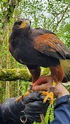 The Burren Birds of Prey Centre • Go to Ireland.com