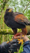 The Burren Birds of Prey Centre • Go to Ireland.com