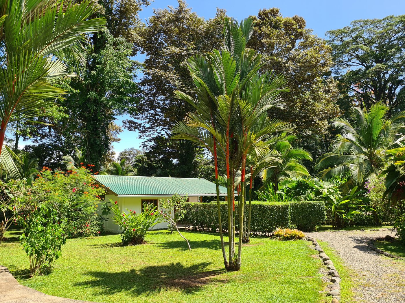 hotel la rana de cahuita