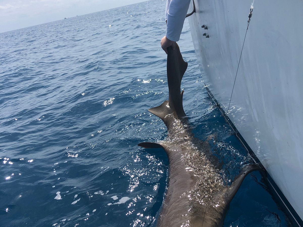 Blue Runner - Picture of Key West Fishing Connection - Tripadvisor