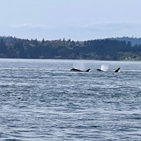 2023 Anacortes Whale Watching provided by Outer Island Expeditions