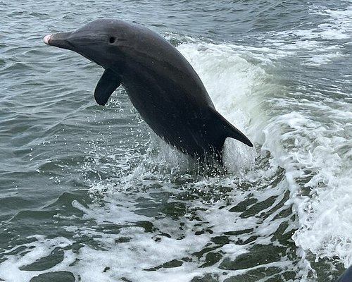 dolphin tours naples