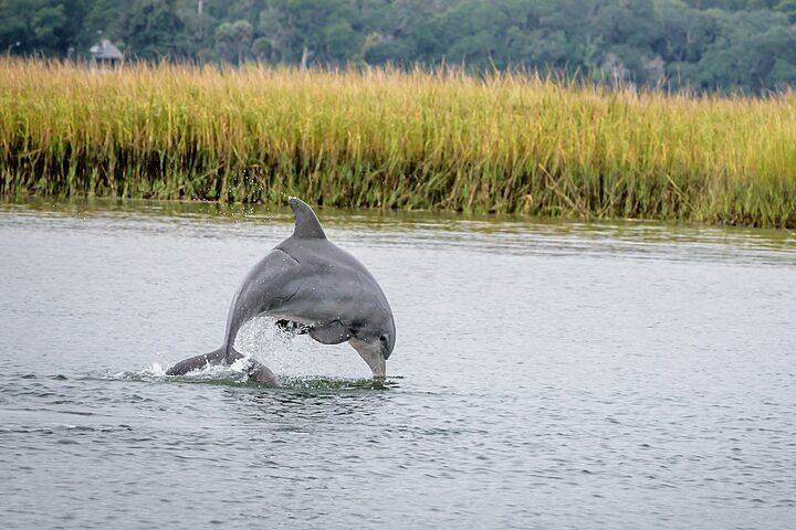 dolphin eco tour savannah