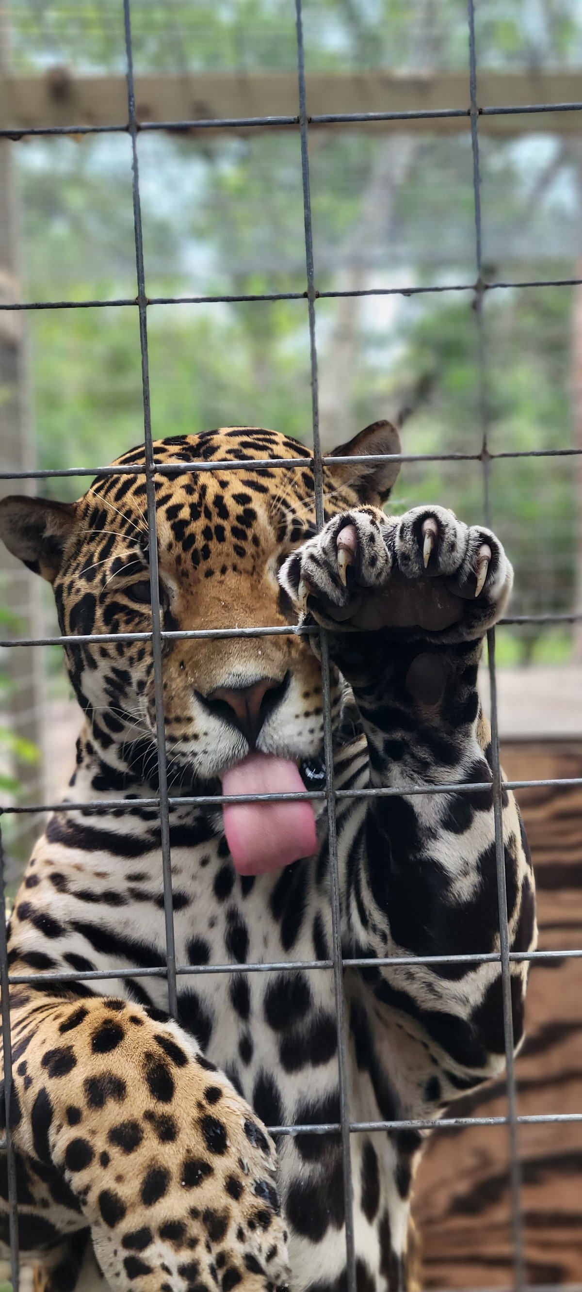 Meet Banks — the new baby jaguar at the Jacksonville zoo