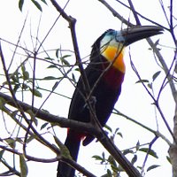 Kabalebo Nature Resort - A beautiful shot of a harpy eagle flying by guests  while they were on a hike through the jungle ( 📸 by: mr. van Uchelen) Harpy  eagles (Harpia