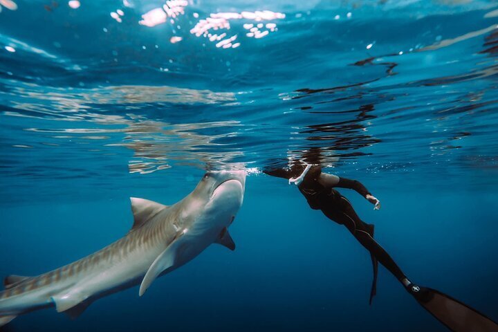 2023 Snorkel with sharks on the North Shore of Oahu