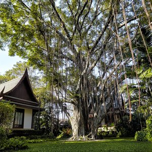 Banyan Tree