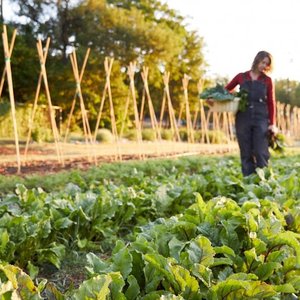 Farm BAcf Cropped