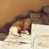 Branda N