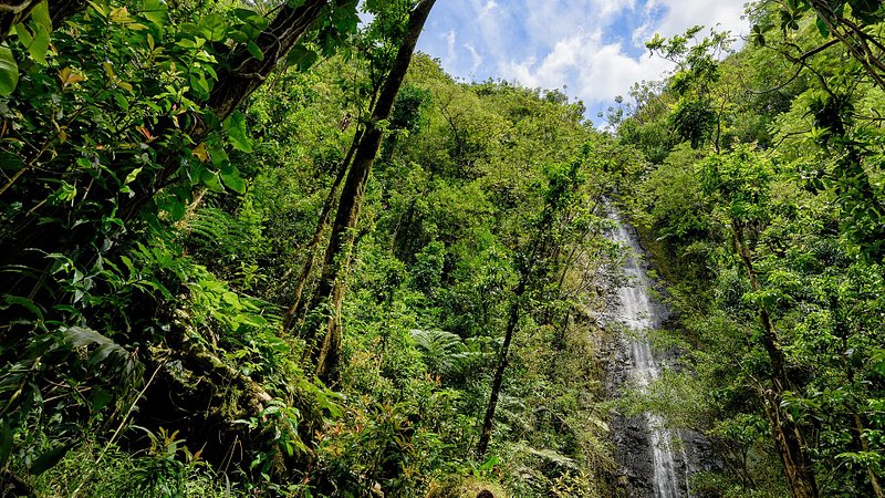 Manoa Falls in Honolulu