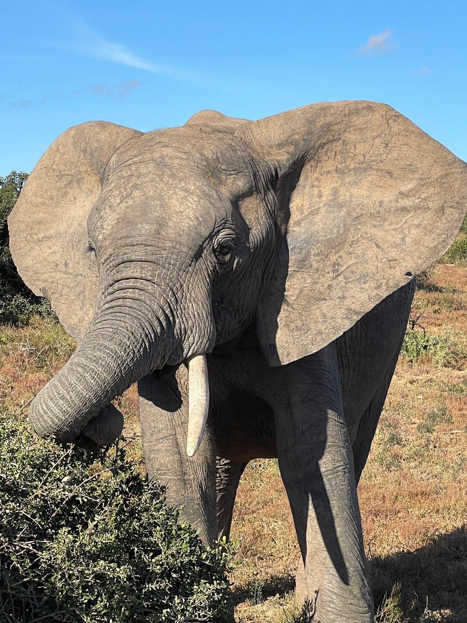 ADDO REST CAMP (ADDO ELEPHANT NATIONAL PARK, ÁFRICA DO SUL): 422 Fotos ...