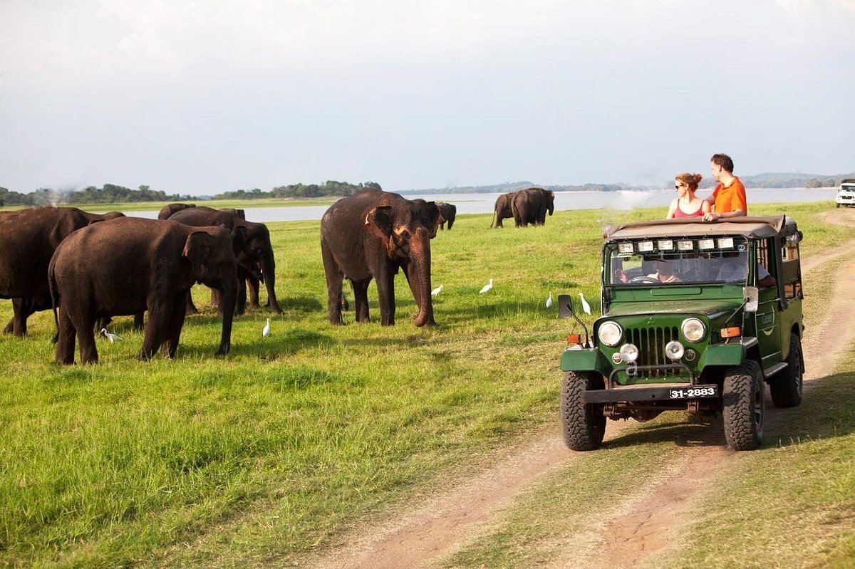 habarana safari jeep price