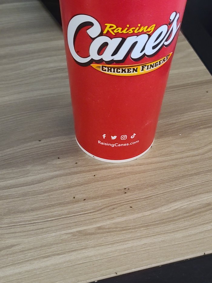 Raising Cane's - 10/10 would eat again.​ -Everyone, ever