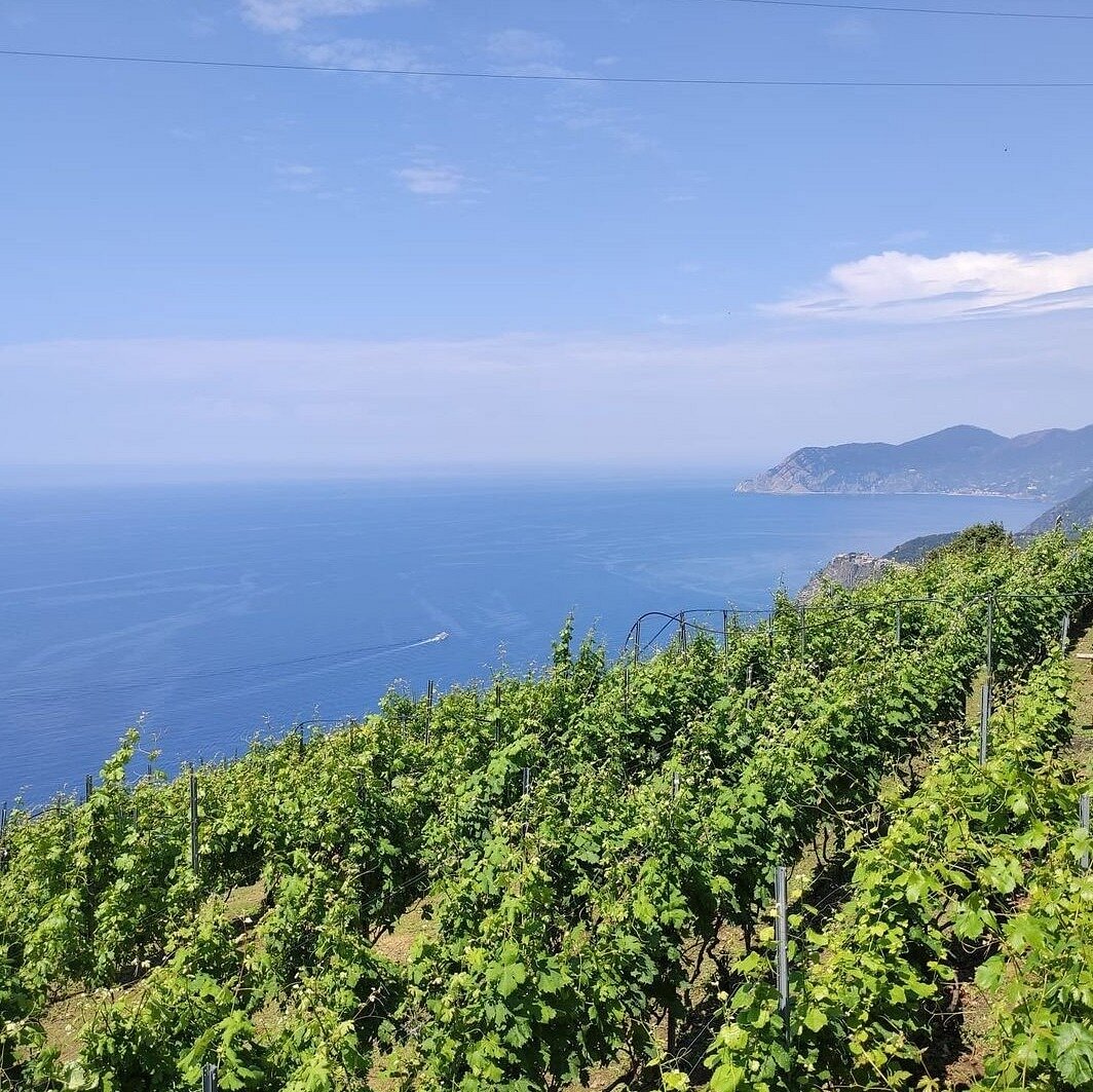 BARCA WINE Riomaggiore Ce Qu il Faut Savoir Pour Votre Visite barca-wine-riomaggiore-ce-qu-il-faut-savoir-pour-votre-visite
