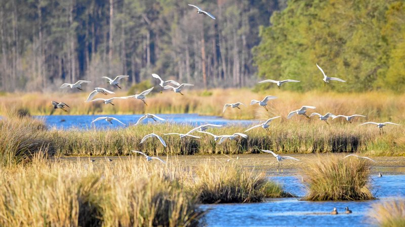 Birds flying at Edisto Beach, South Carolina  