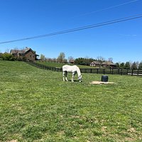 half day thoroughbred horse farm tour in kentucky