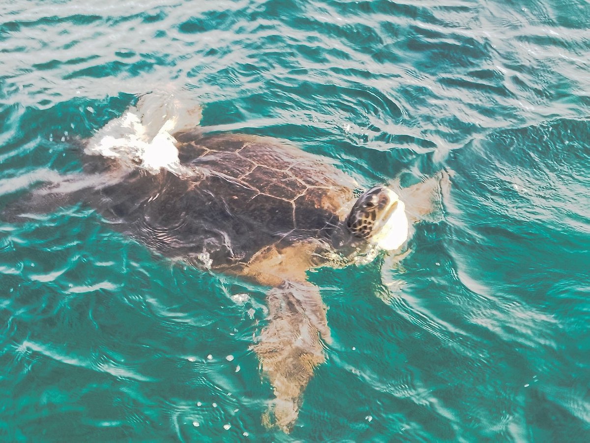 Atlantis Turtle Watching Cruise, Пафос: лучшие советы перед посещением -  Tripadvisor