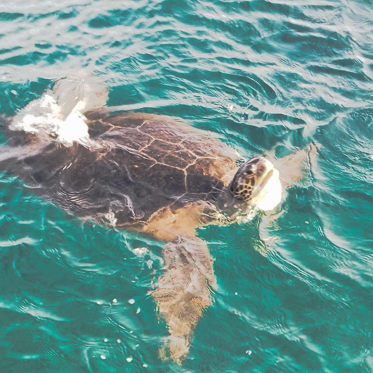 Atlantis Turtle Watching Cruise, Пафос: лучшие советы перед посещением -  Tripadvisor