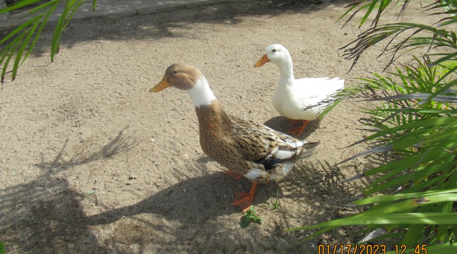 The Cutest Ducks