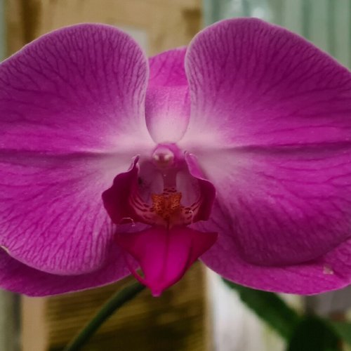 SARAWAK ORCHID GARDEN: All You Need to Know BEFORE You Go (with 